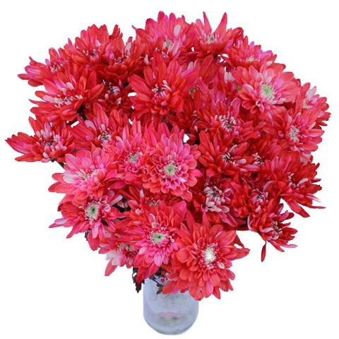 Red Cushion Bulk Enhanced Flower