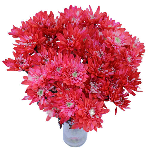 Red Cushion Bulk Enhanced Flower