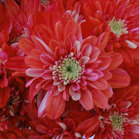 Red Cushion Bulk Enhanced Flower