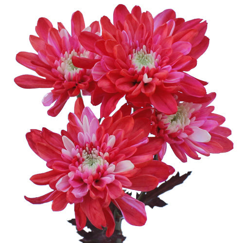 Red Cushion Bulk Enhanced Flower