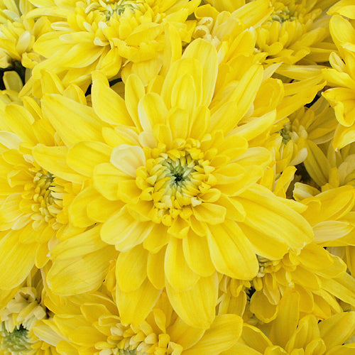 True Yellow Enhanced Flower