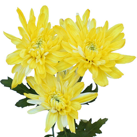 True Yellow Enhanced Flower