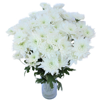Kiss of Mint Dahlia Style Flower