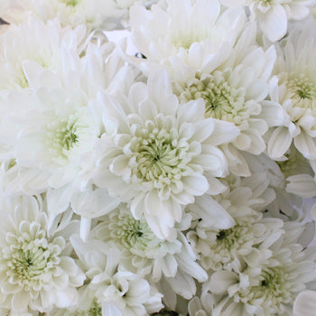 Kiss of Mint Dahlia Style Flower