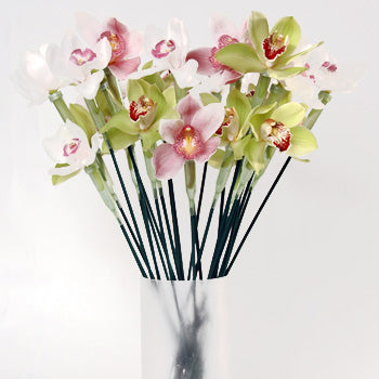 Cymbidium Orchid Blooms on a Stick