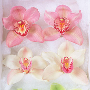 Cymbidium Orchid Tubed Blooms