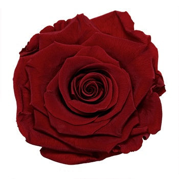 Preserved Deep Red Rose