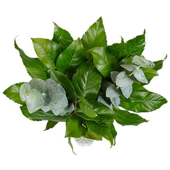 Basic Bee DIY Starter Greenery Centerpiece
