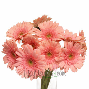 Gerbera Daisy Fassination Coral Wholesale Flower Bunch