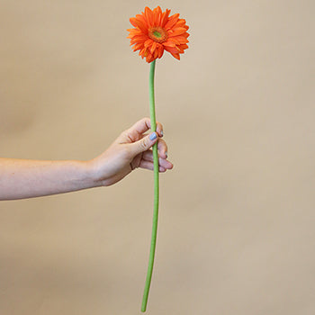 Gerbera Daisy Mandriana Orange Wholesale Flower Bunch in a hand