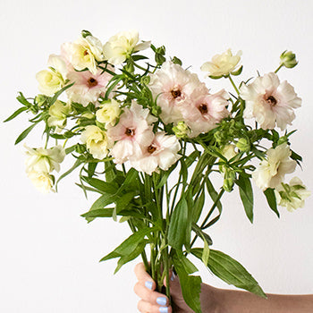 Butterfly Ranunculus Blush DIY Wedding Flowers