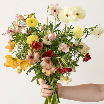 Assorted Colors Butterfly Ranunculus Wholesale Flower Bunch in a hand