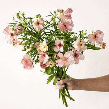 Dusty Pink Butterfly Ranunculus Wholesale Flower Bunch in a hand
