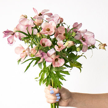 Lycia Violet Pink Butterfly Ranunculus Wholesale Flower Bunch in a hand