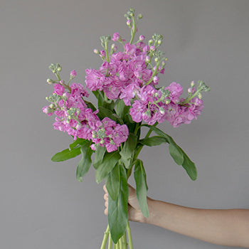 El Aleli Light Pink Stock Wholesale Flower Bunch in a hand