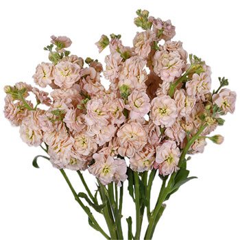 Peach Spray Stock Wholesale Flower Bunch in a hand