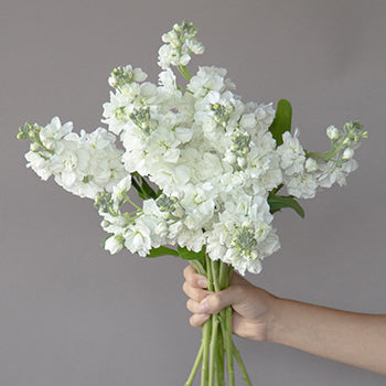 White Stock Wholesale Flower Bunch in a hand