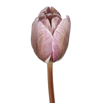 Brownie Standard French Tulips Wholesale Flower Bloom