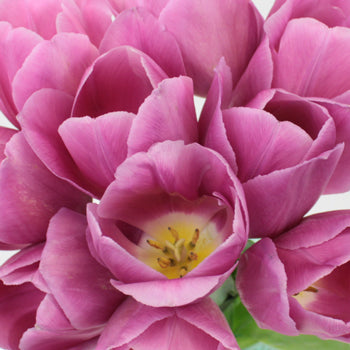 Barcelona Pink Tulips Wholesale Flower Bunch