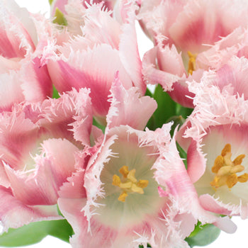 Bell Song Pink and White Fringe Tulips Wholesale Flower Bunch
