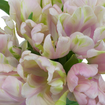 Blush Air Parrot Tulips Wholesale Flower Bunch