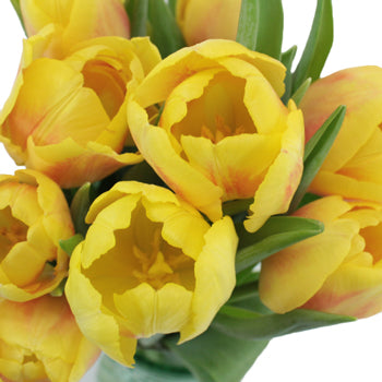 Brigatta Yellow Tulips Wholesale Flower Bunch