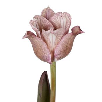 Brownie Lily Tulips Wholesale Flower Bloom