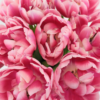 Columbus Pink Double Tulips Wholesale Flower Bunch
