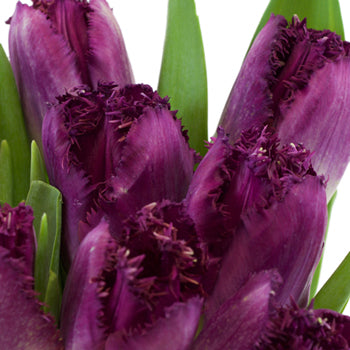 Crystal Purple Frill Tulips Wholesale Flower Bunch