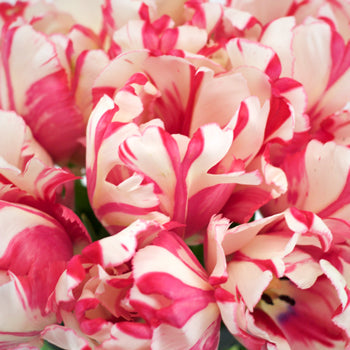 Estalla Rinveld White and Pink Parrot Tulips Wholesale Flower Bunch