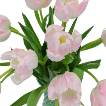 First Class Blush Tulips Wholesale Flower Bunch