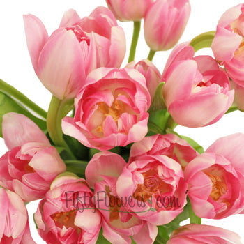 Foxtrot Pink and White Pink Tulips Wholesale Flower Bunch