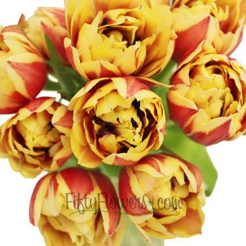 Horizon Yellow and Red Double Tulips Wholesale Flower Bunch