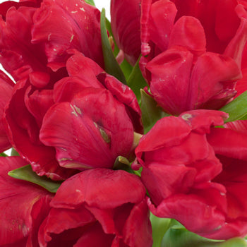 Hot Pink Top Parrot Tulips Wholesale Flower Bunch