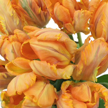 Irene Orange Parrot Tulips Wholesale Flower Bunch