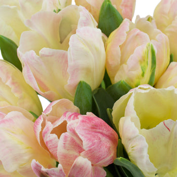 Light Pink Parrot Lady Tulips Wholesale Flower Bunch