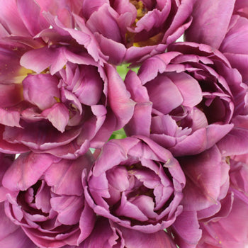 Margarita Plum Berry Double Tulips Wholesale Flower Bunch