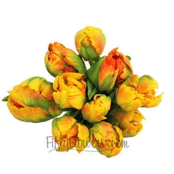 Overig Yellow and Red Parrot Tulips Wholesale Flower Bunch