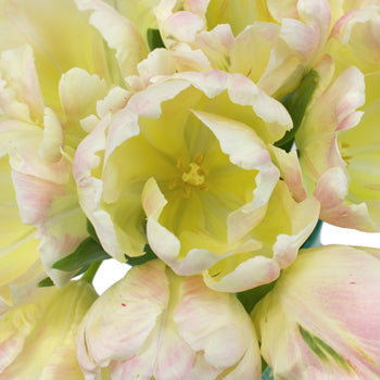 Pale Yellow and Pink Libretto Tulips Wholesale Flower Bunch