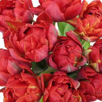 Red Princess Double Tulips Wholesale Flower Bunch