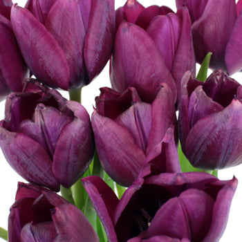 Ronaldo Purple Tulips Wholesale Flower Bunch