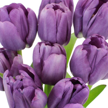 Saigon Purple Tulips Wholesale Flower Bunch