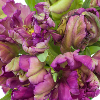 Secret Purple Parrot Tulips Wholesale Flower Bunch