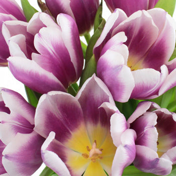 Synaeda Purple and White Tulips Wholesale Flower Bunch