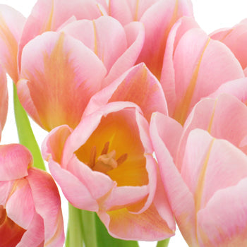 Tom Pouce Pink and Yellow Tulips Wholesale Flower Bunch