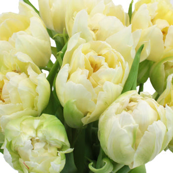 Verona Cream Double Tulips Wholesale Flower Bunch