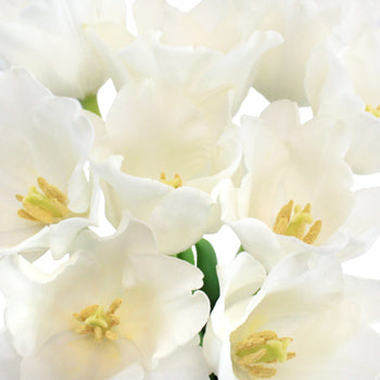 Winter White Parrot Tulips Wholesale Flower Bunch