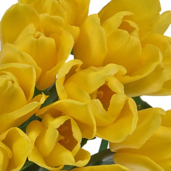 Yellow Flight Tulips Wholesale Flower Bunch