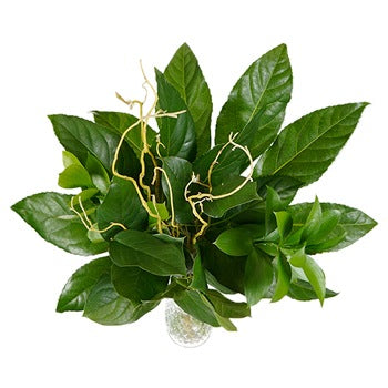 Twigs and Greens DIY Starter Centerpiece