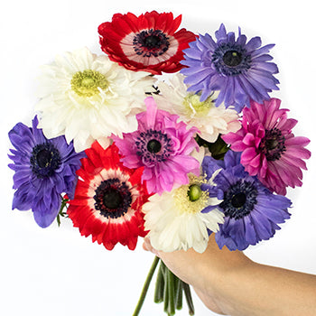 Assorted Rainbow Star Anemone Wholesale Flower Bunch in a hand